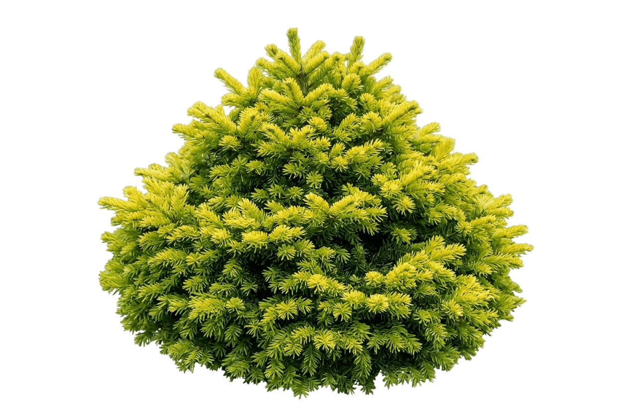 Piccolo Dwarf Balsam Fir (Abies Balsamea 'Piccolo') - Evergreen Trees