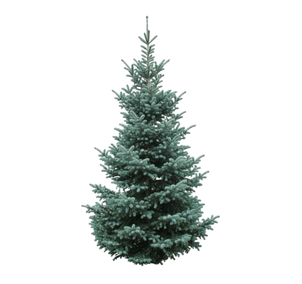 Fralsam Fir (Christmas) (Abies Fraseri X Balsamea) - Evergreen Trees