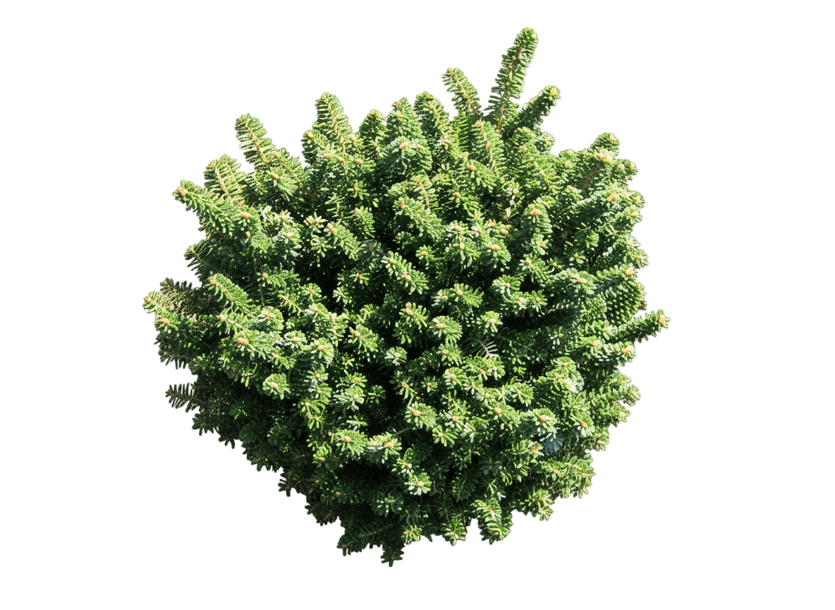 sapin de Corée (Abies Koreana 'Cis') - Plantes de strate basse