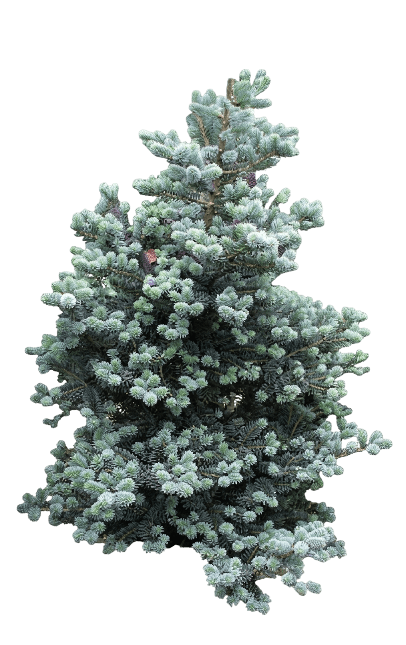 Ice Breaker Dwarf Korean Fir (Abies Koreana 'Ice Breaker') - Evergreen Trees