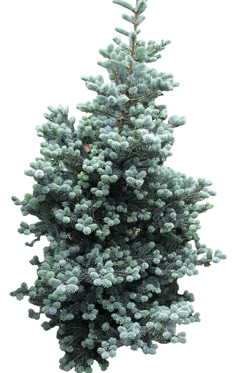 Silver Show Korean Fir (Abies Koreana 'Silver Show') - Evergreen Trees