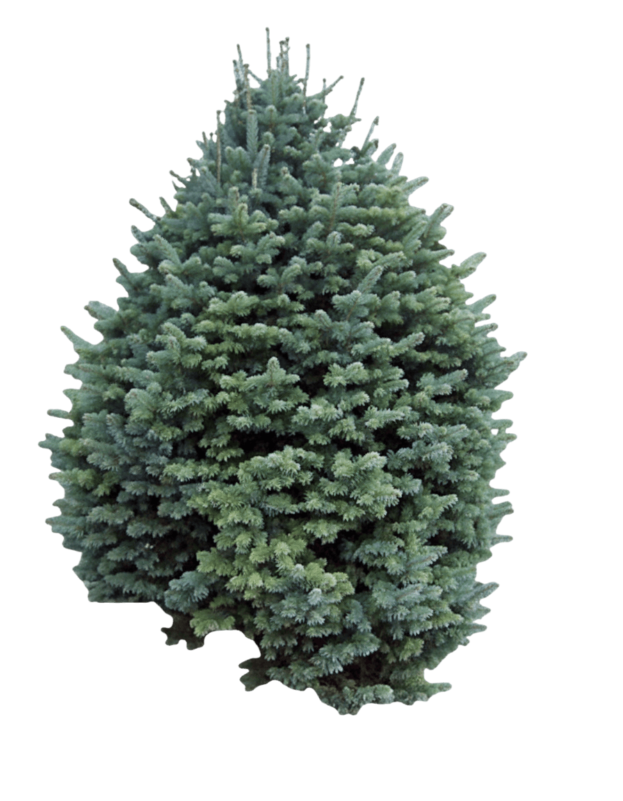 Fir, Corkbark (Abies Lasiocarpa Arizonica) - Evergreen Trees