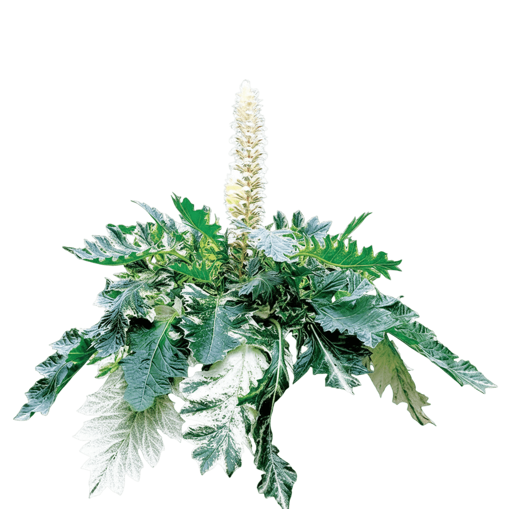 Variegated Bear'S Breeches (Acanthus X 'Whitewater') - Perennials
