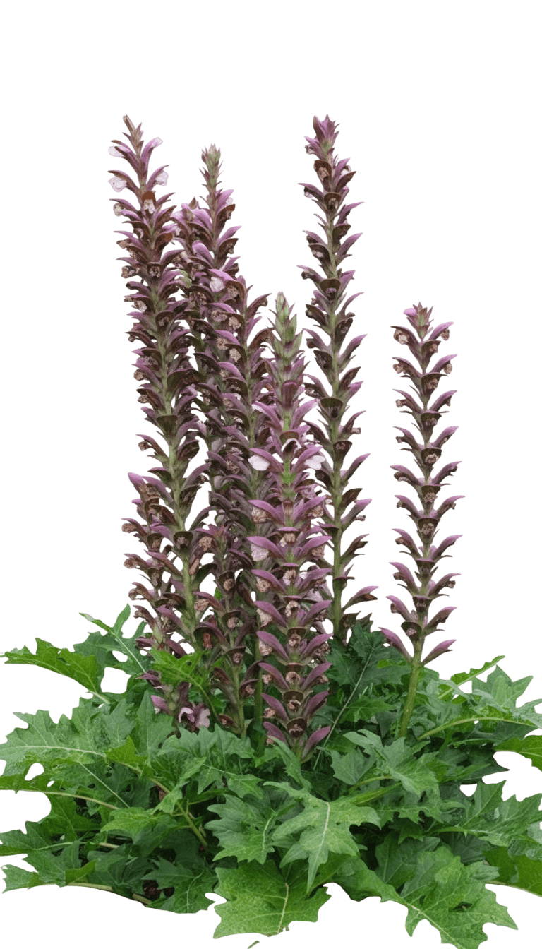 Bear'S Breeches (Acanthus X Mollis 'Morning Candle') - Perennials