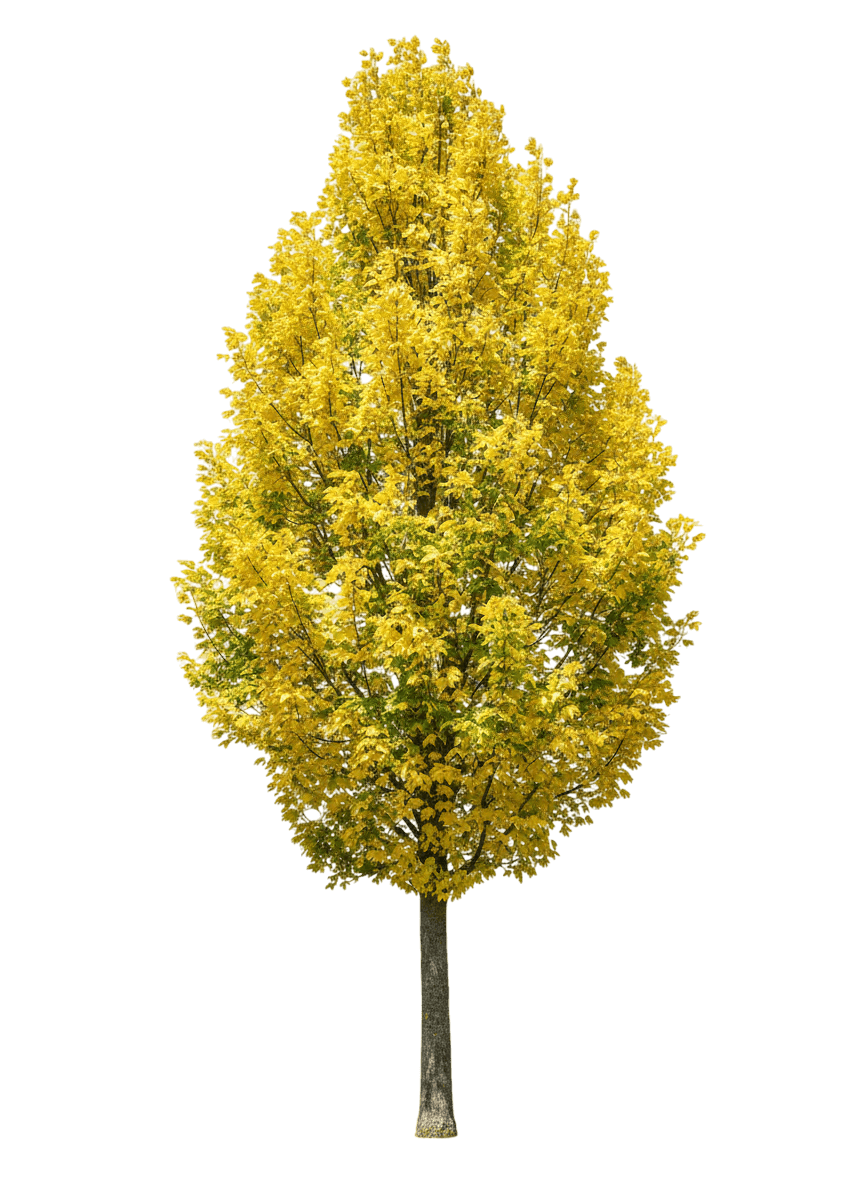 Metro Gold® Hedge Maple (Acer Campestre Metro Gold 'Panacek') - Shade Trees