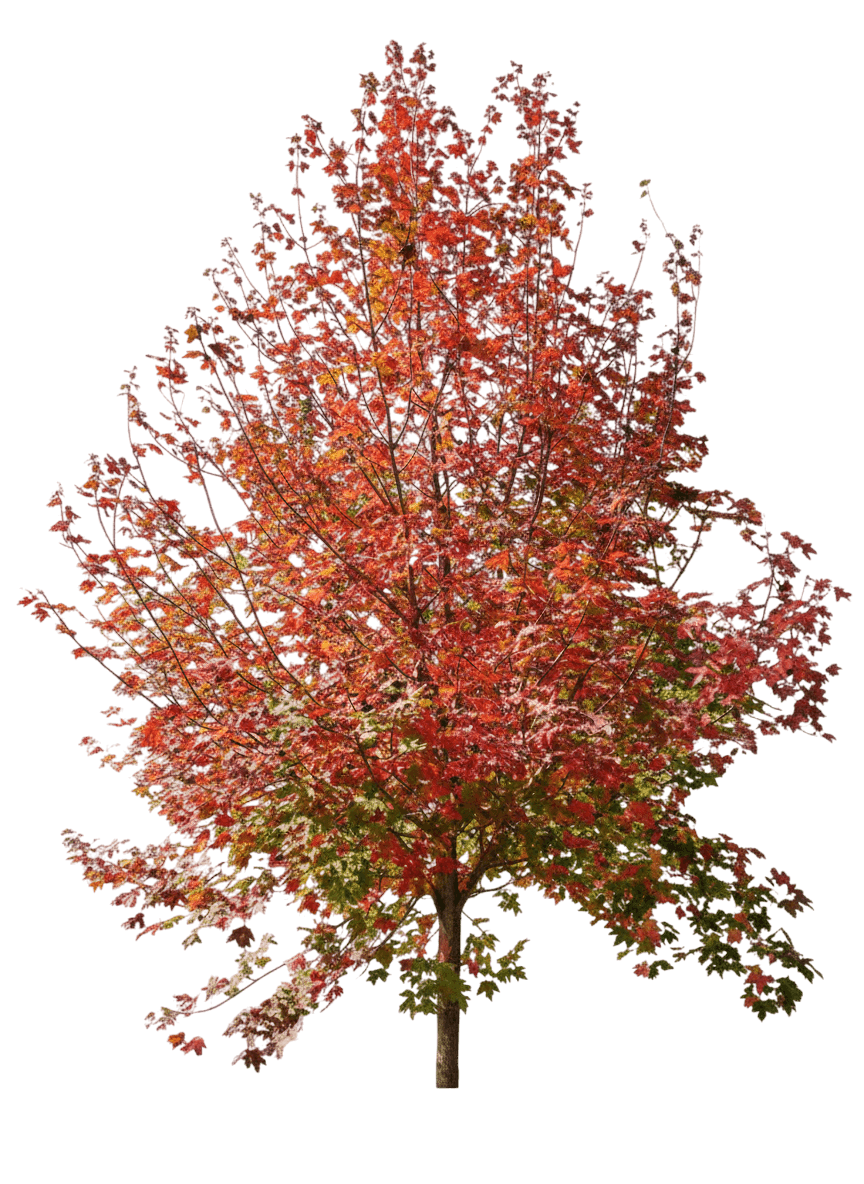 Maple, High Peaks Bigtooth *Call For Availability* (Acer Grandidentatum ‘ Kw13Agra’ 'Jfs') - Shade Trees