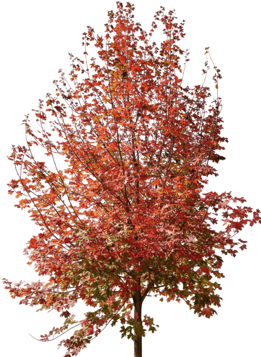 Maple, Manzano Bigtooth *Call For Availability* (Acer Grandidentatum 'Manzano') - Shade Trees