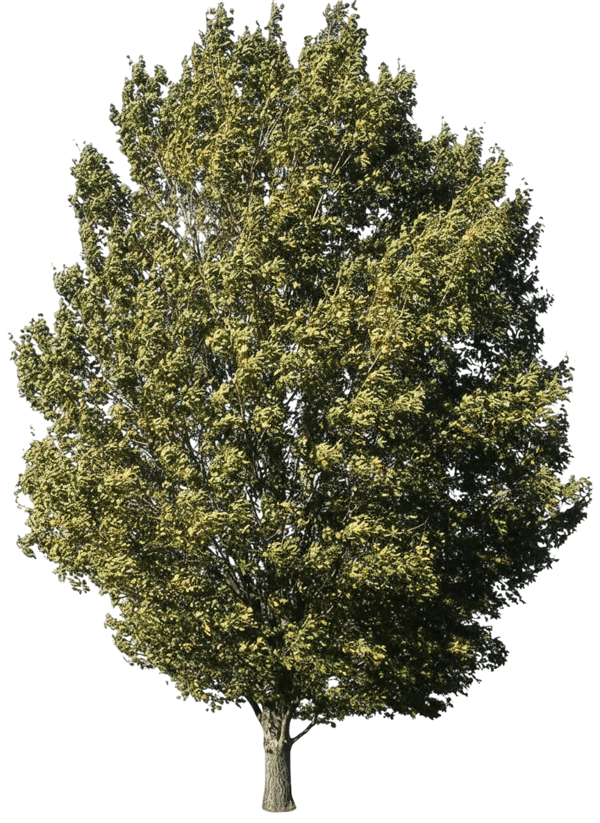State Street® Maple (Acer Miyabei State Street 'Morton') - Shade Trees
