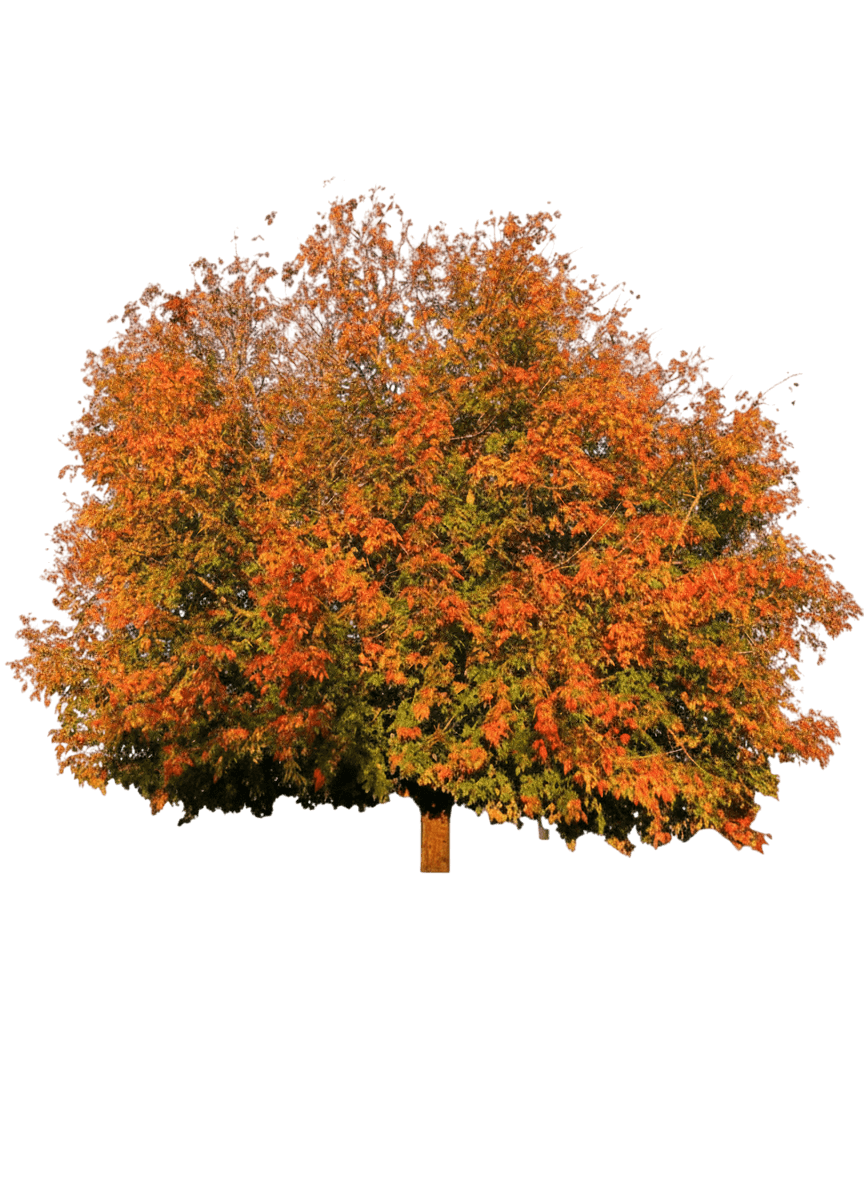 Maple, Sensation (Acer Negundo ‘Sensation’) - Shade Trees