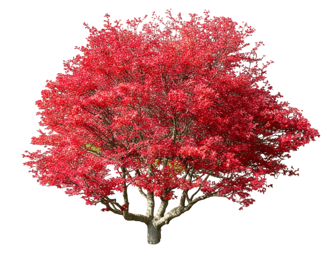 Fireglow Japanese Maple (Acer Palmatum 'Fireglow') - Shade Trees