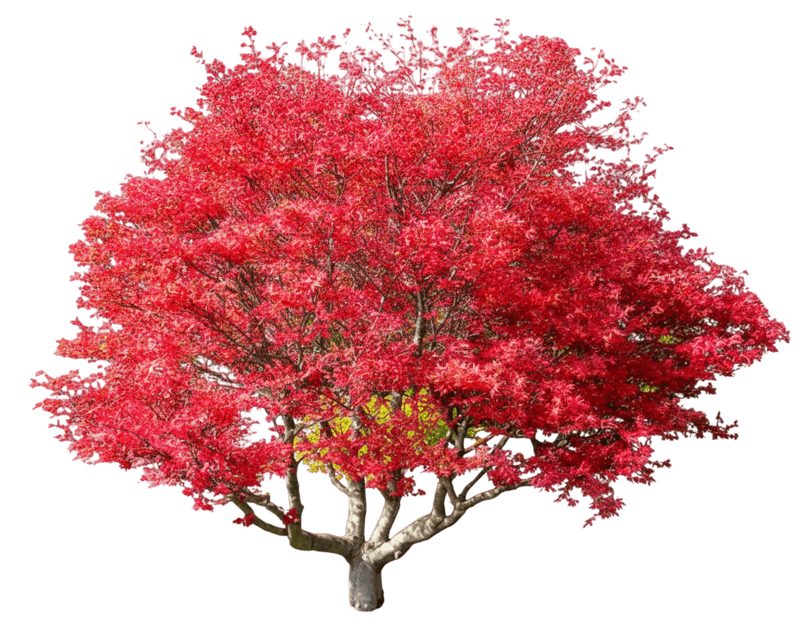 Mikawa Yatsubusa Japanese Maple (Acer Palmatum 'Mikawa Yatsubusa') - Shade Trees
