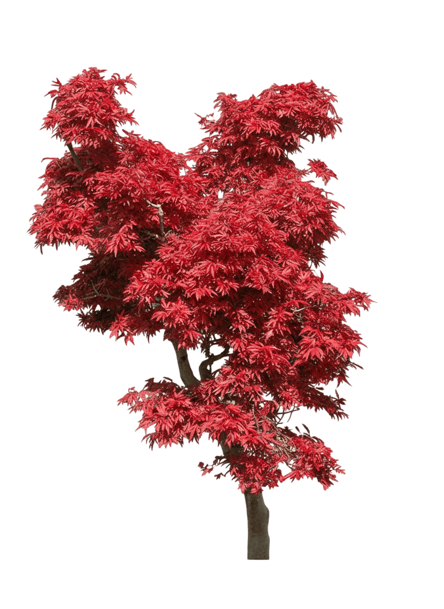 Shaina Japanese Maple (Acer Palmatum 'Shaina') - Flowering Trees