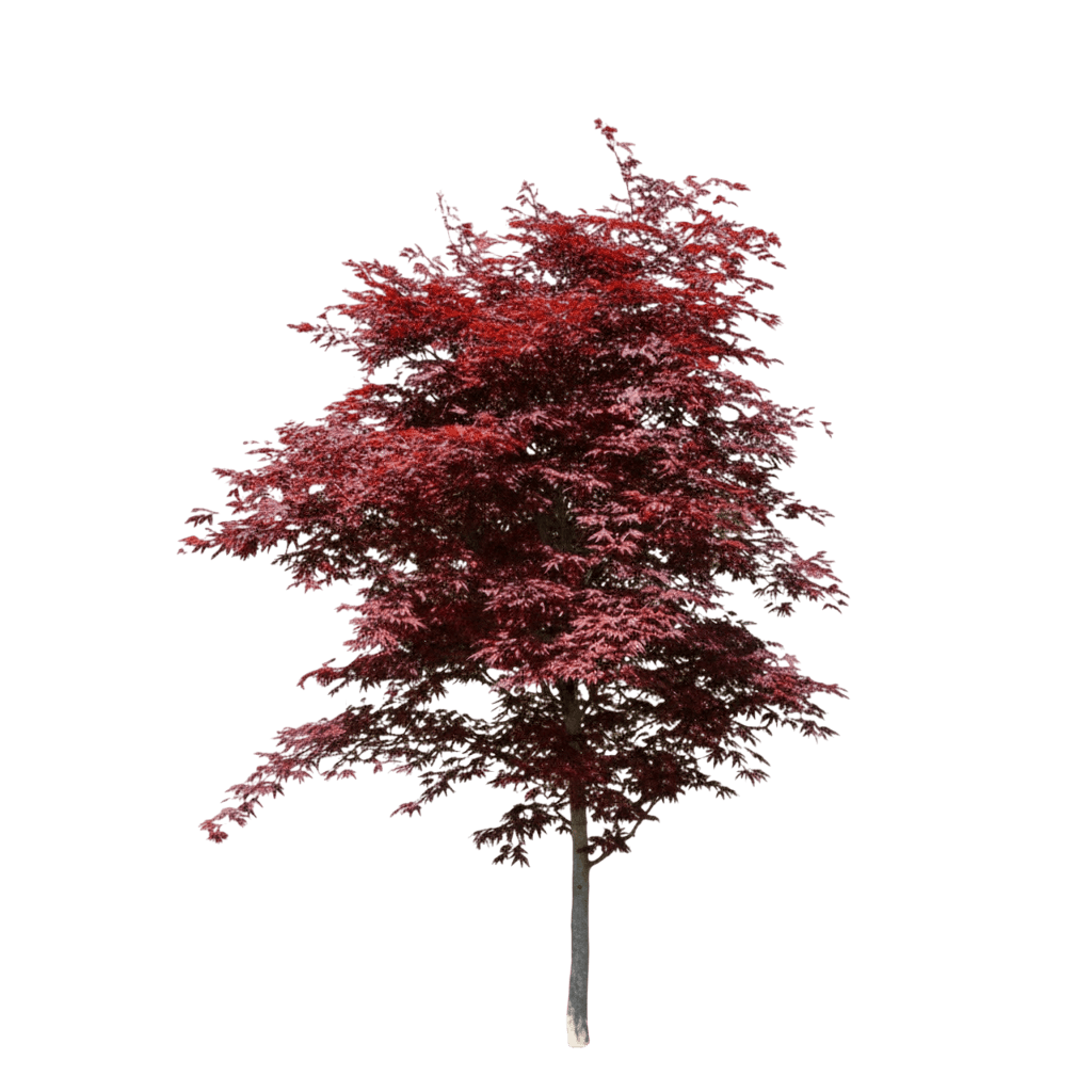 Dragon Tears Japanese Maple (Acer Palmatum Dragon Tears 'Jn4') - Shade Trees