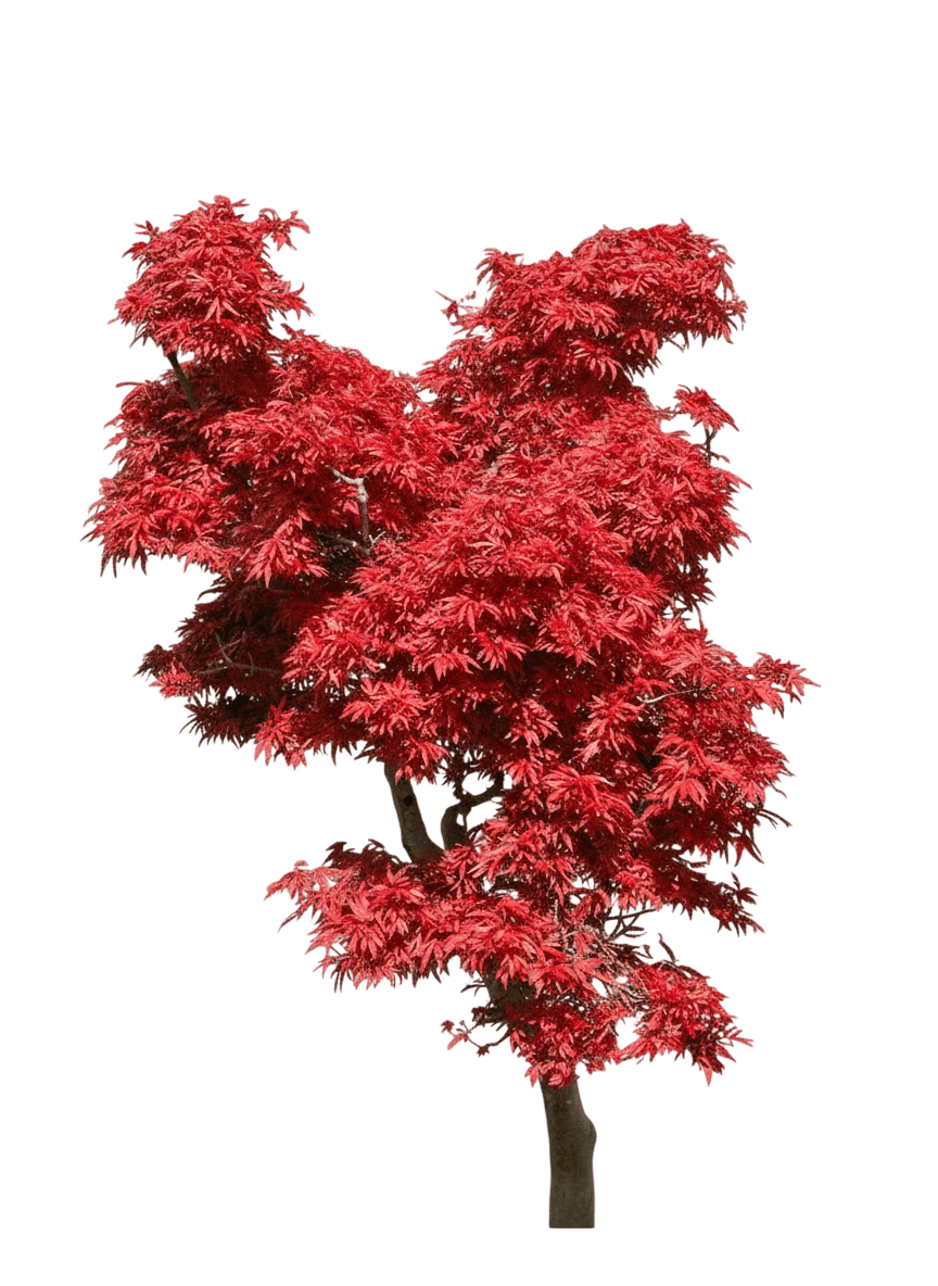 Red Dragon Laceleaf Japanese Maple Stand (Acer Palmatum Var. Dissectum 'Red Dragon') - Flowering Trees