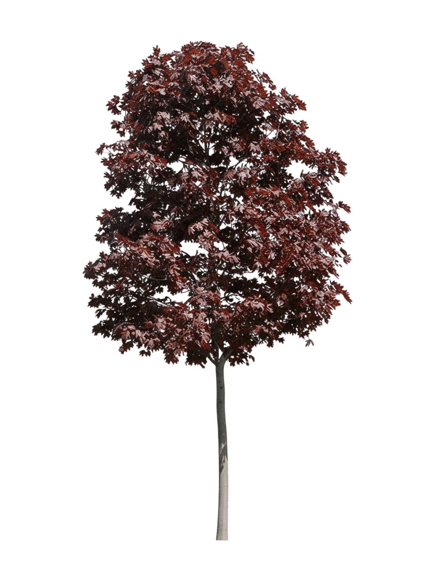 Maple, Conquest Norway (Acer Platanoides ‘Conzam’) - Shade Trees