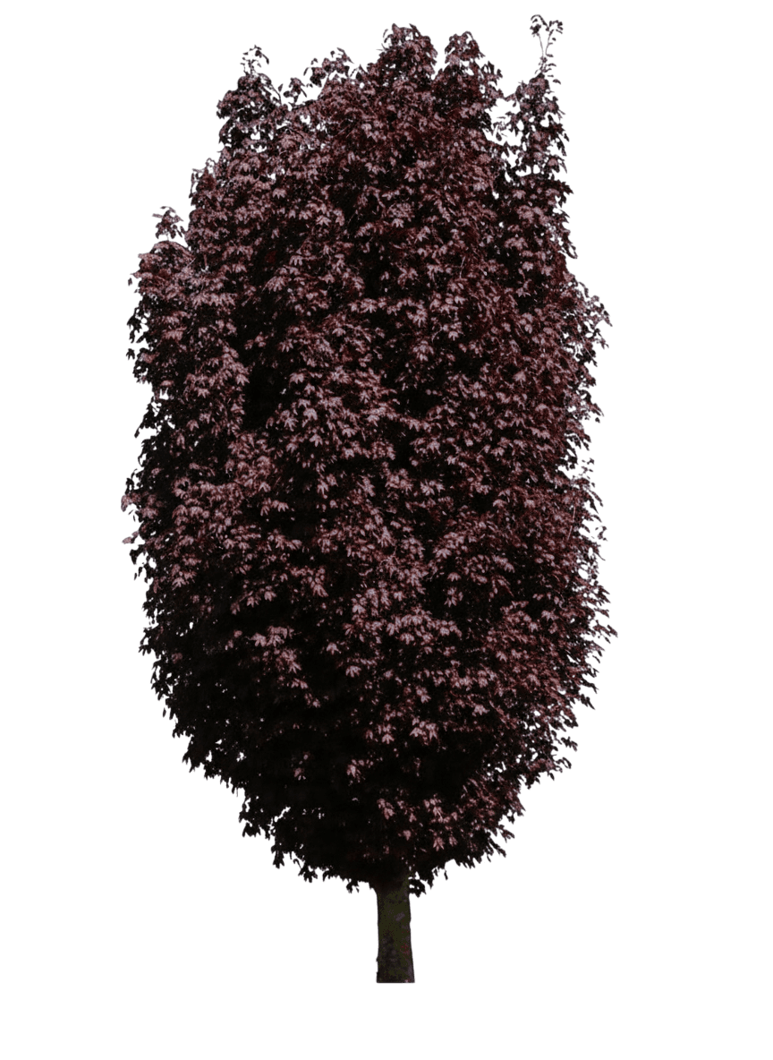 Maple, Crimson King *Call For Availability* (Acer Platanoides ‘Crimson King’) - Shade Trees