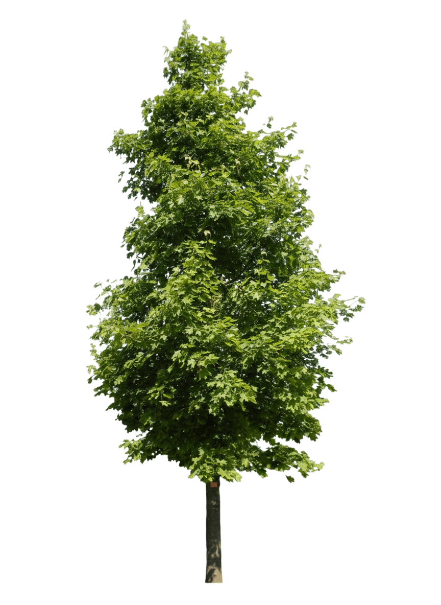 Maple, Emerald Queen Norway (Acer Platanoides ‘Emerald Queen’) - Shade Trees