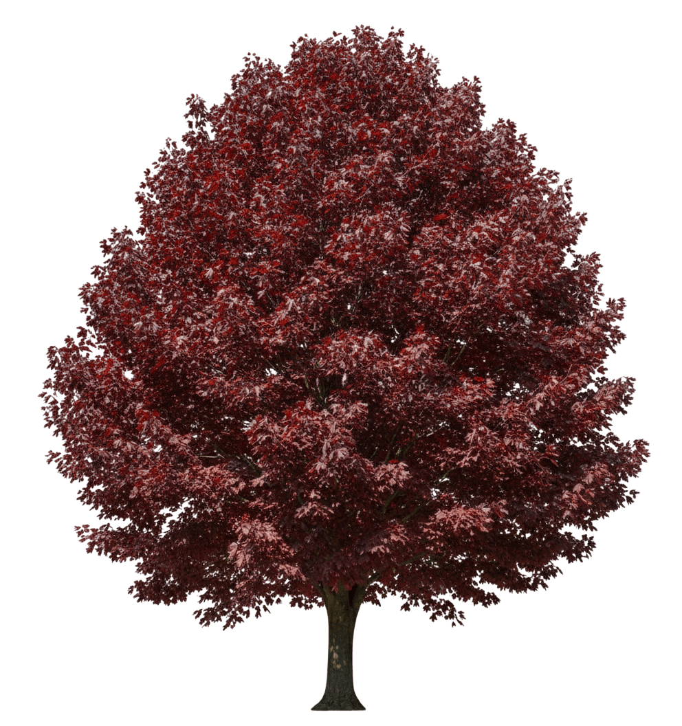 Royal Red Maple (Acer Platanoides 'Royal Red') - Shade Trees