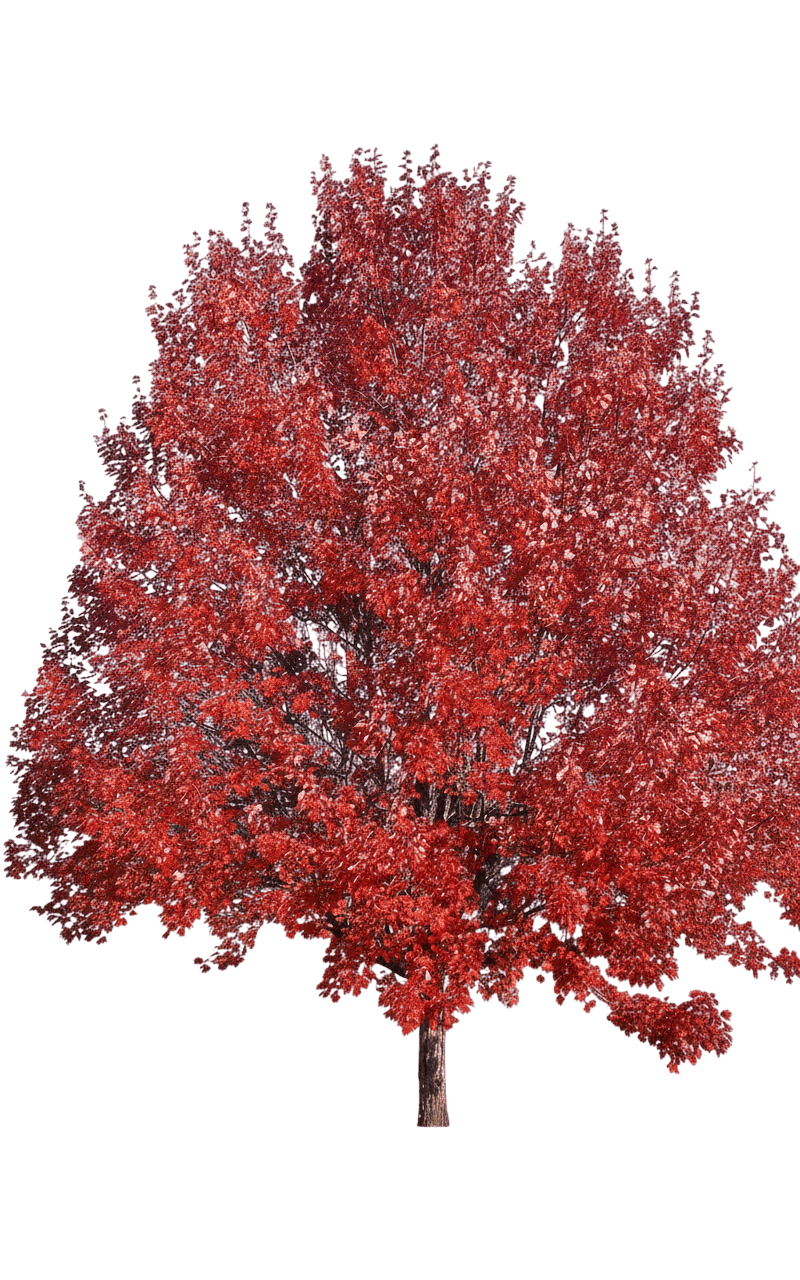 Maple, October Glory® Red (Acer Rubrum 'Pni 0268') - Shade Trees