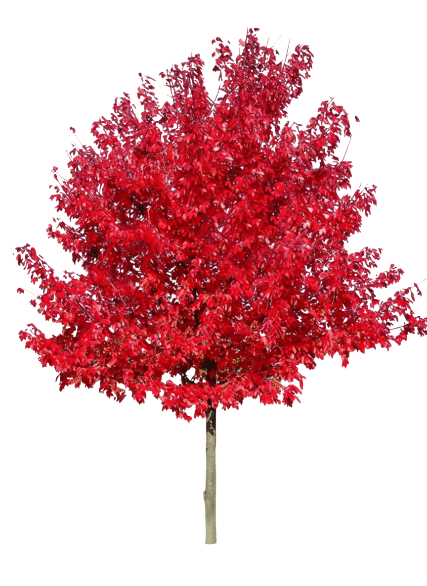 Red Sunset® Red Maple (Acer Rubrum Red Sunset 'Franksred') - Shade Trees