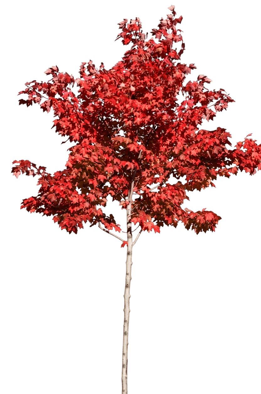 Scarlet Jewel™ Maple (Acer Rubrum Scarlet Jewel 'Bailcraig') - Shade Trees