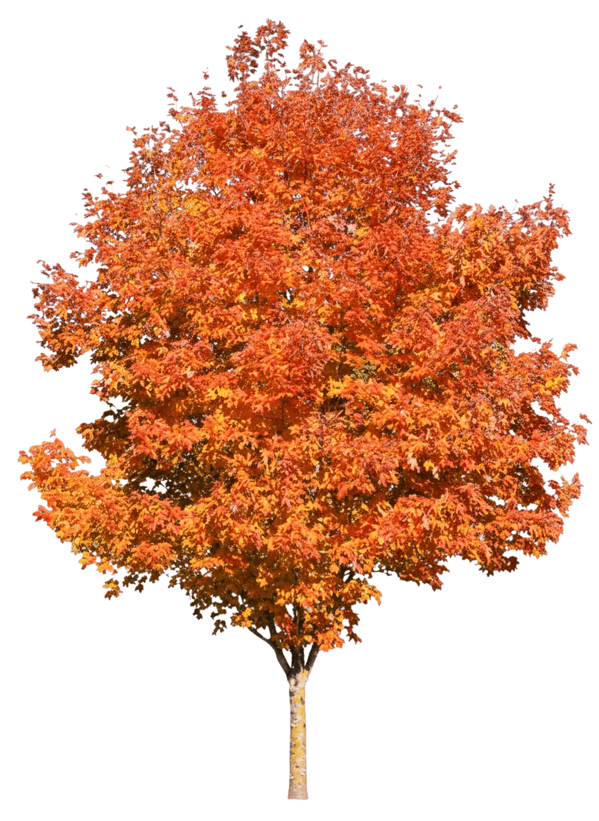 echter Zuckerahorn (Acer Saccharum Fall Fiesta 'Bailsta') - Schattenbäume