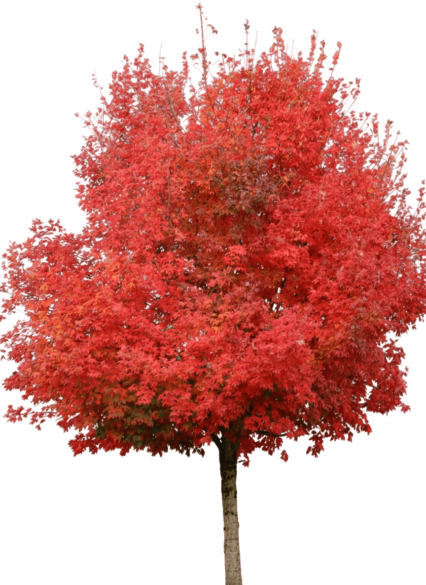 Flashfire® Sugar Maple (Acer Saccharum Flashfire 'Jfs-Caddo2') - Shade Trees