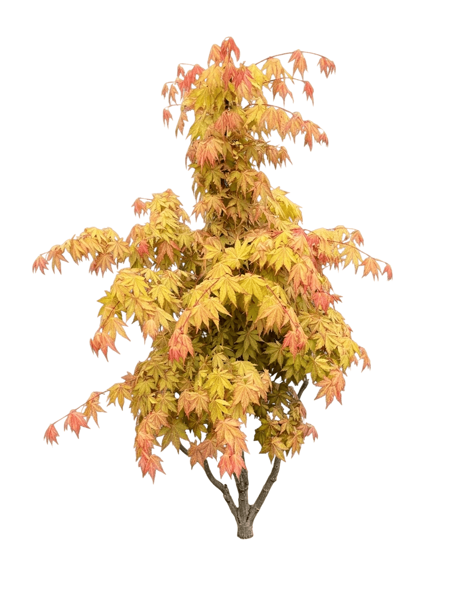 Moonrise Full Moon Japanese Maple (Acer Shirasawanum 'Moonrise') - Shade Trees