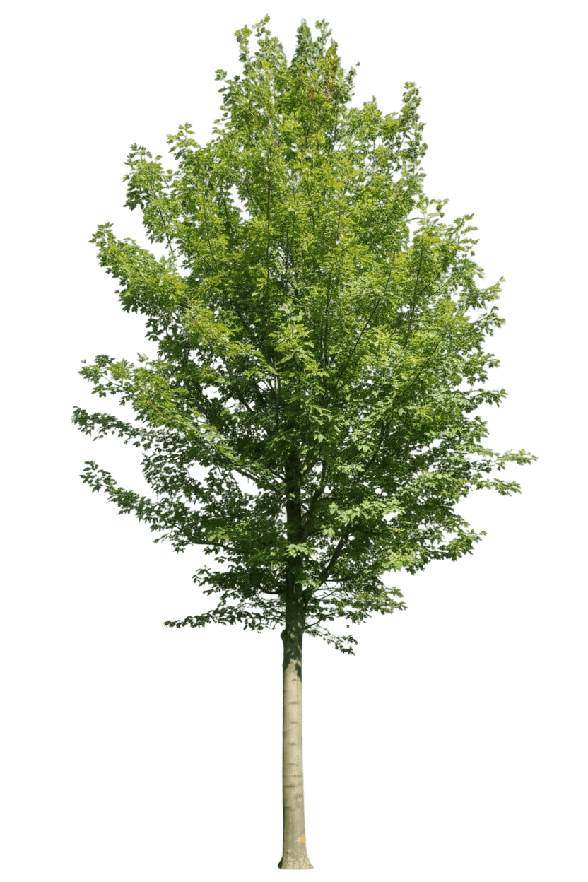 Maple, Celebration (Acer X Freemanii ‘Celebration’) - Shade Trees