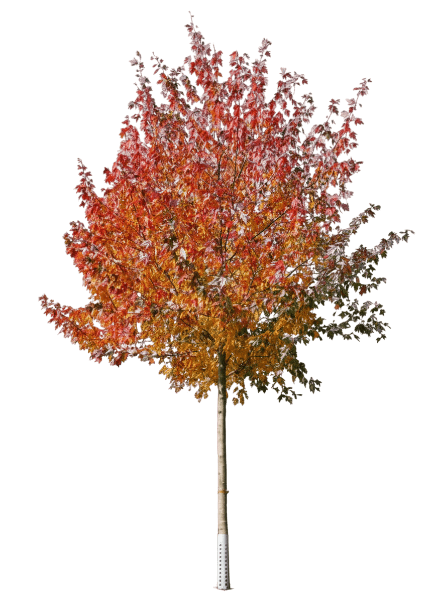 Maple, Sienna Glen (Acer X Freemanii ‘Sienna’) - Shade Trees