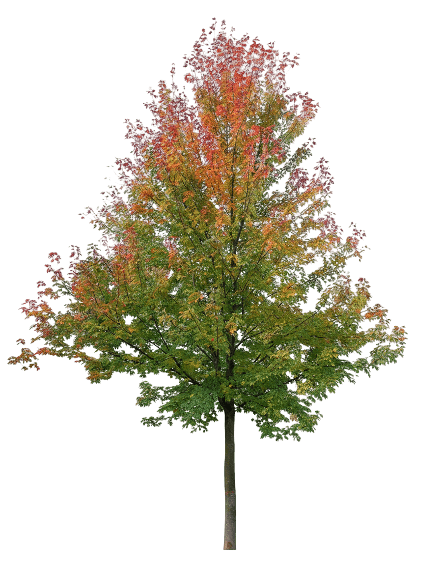 Armstrong Upright Maple (Acer X Freemanii 'Armstrong') - Shade Trees