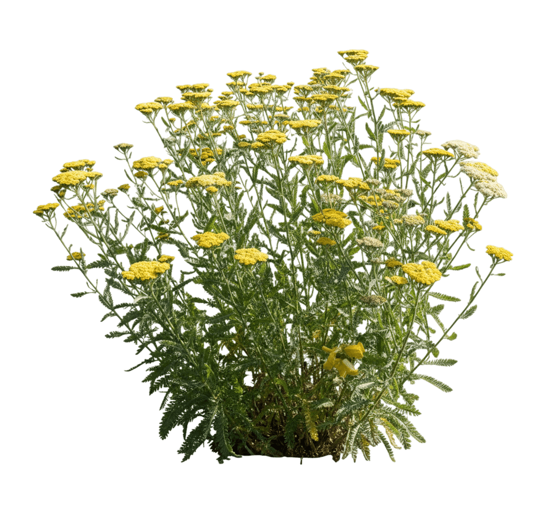 Firefly Diamond Yarrow (Achillea 'Firefly Diamond') - Perennials
