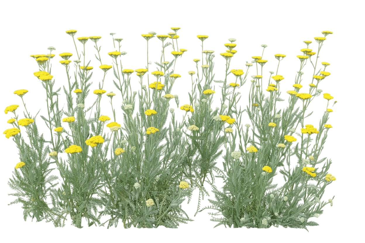 Yarrow, Little Moonshine (Achillea 'Little Moonshine') - Perennials