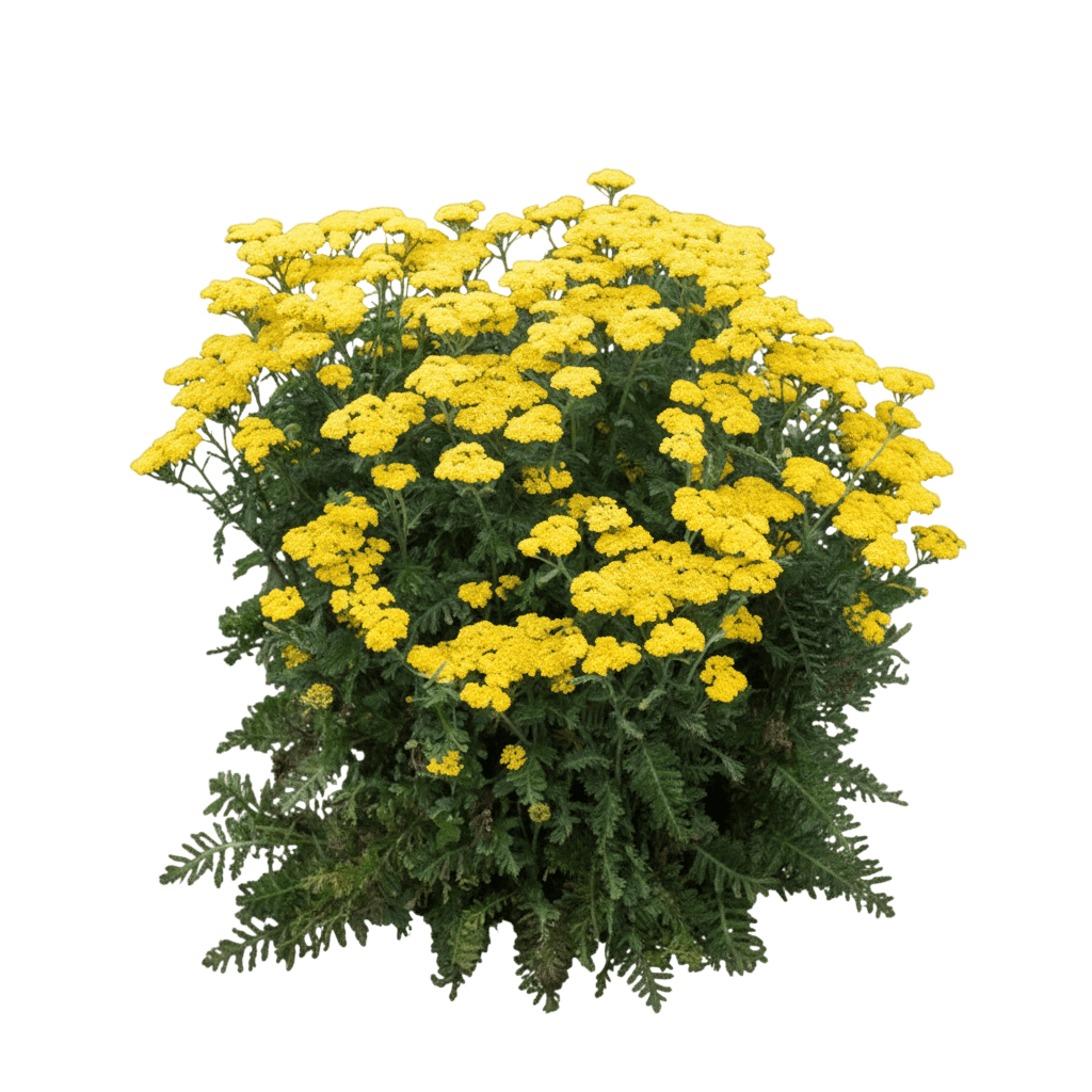 Firefly Sunshine Yarrow (Achillea Firefly Sunshine) - Perennials