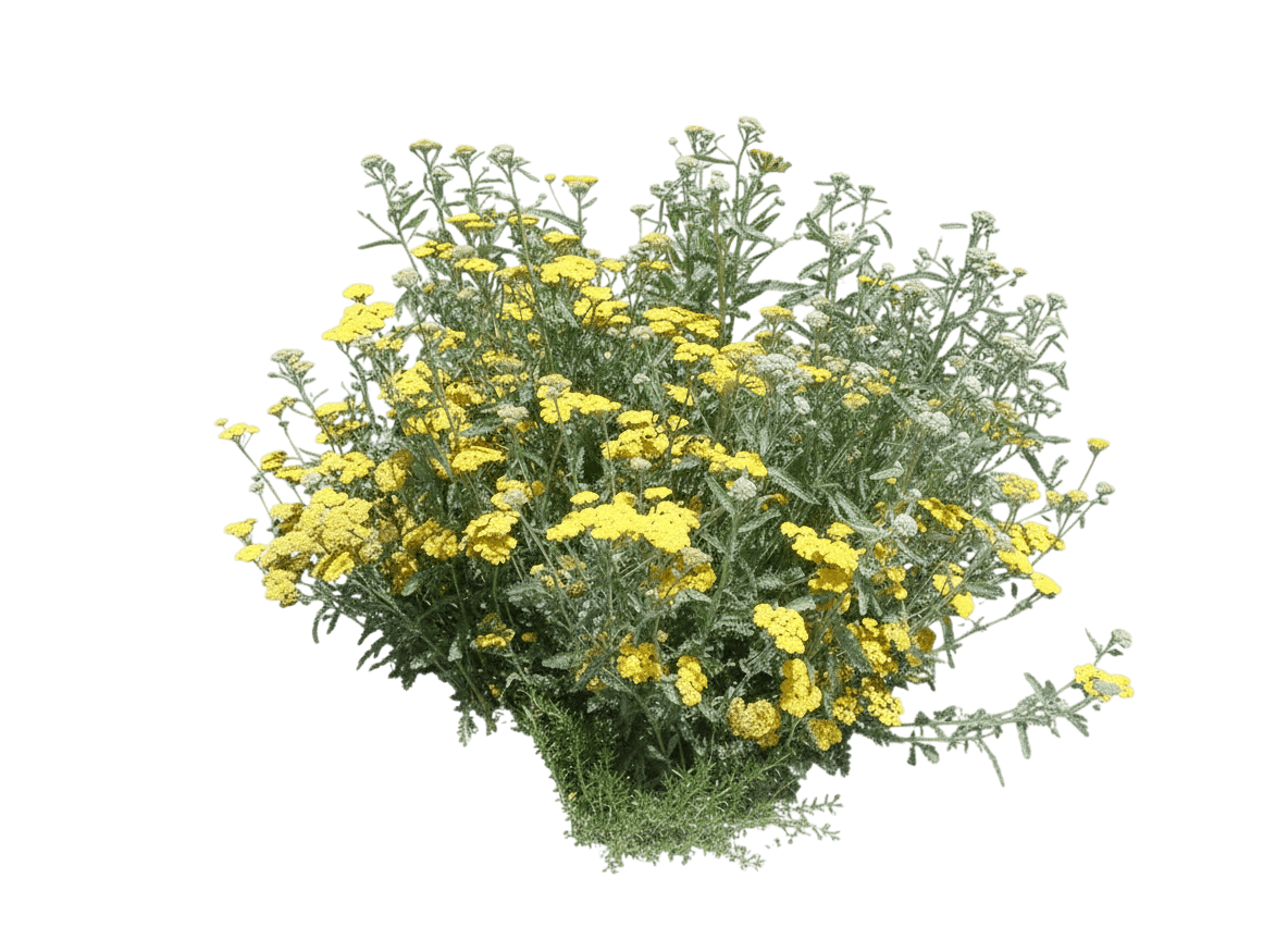 Yarrow, Moonshine (Achillea Millefolium 'Moonshine') - Perennials
