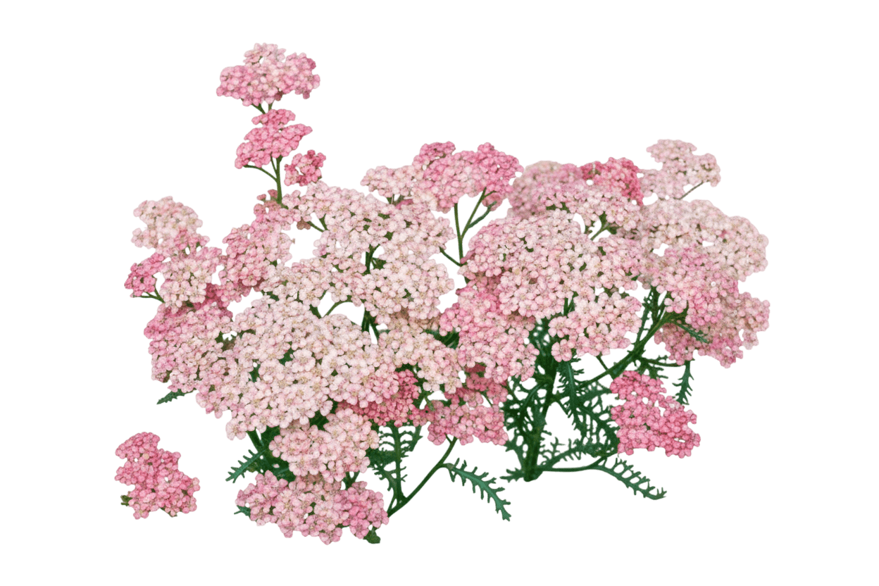 Yarrow, 'Pink Grapefruit' (Achillea Millefolium 'Pink Grapefruit') - Perennials