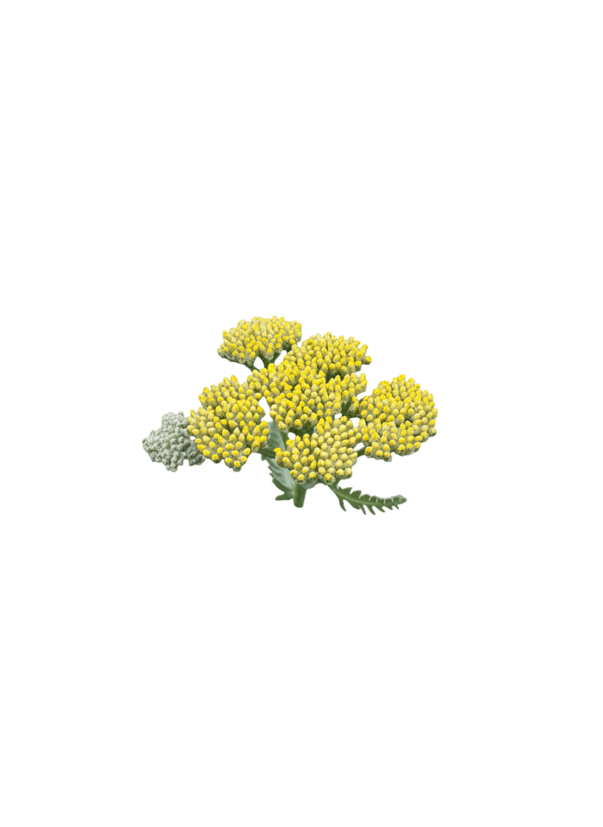 Yarrow (Achillea X 'Moonshine') - Perennials