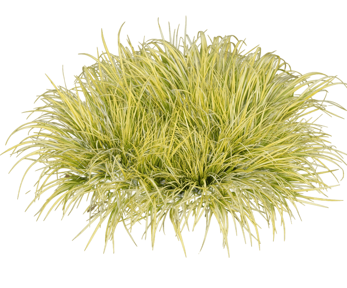 Golden Variegated Sweet Flag (Acorus Gramineus 'Ogon') - Perennials