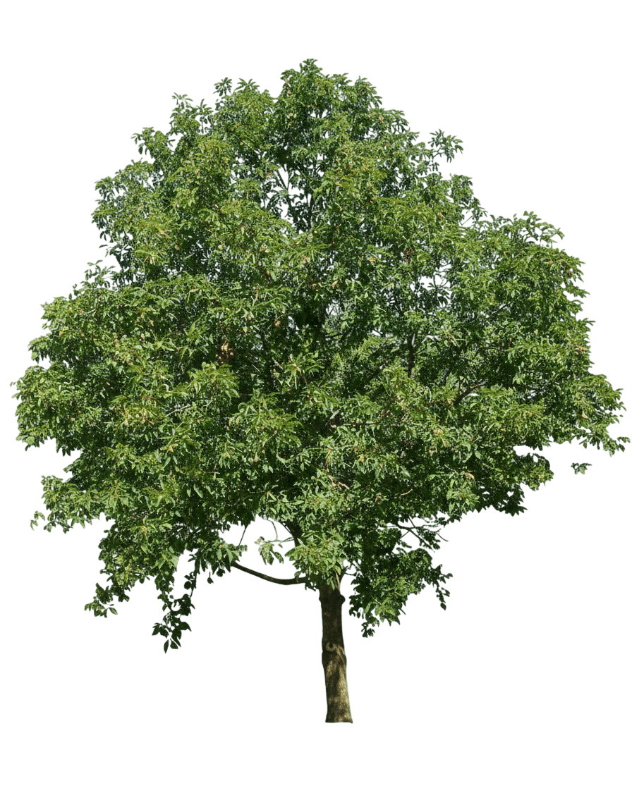 Early Glow Ohio Buckeye (Aesculus Glabra ‘I.N. Select’) - Flowering Trees