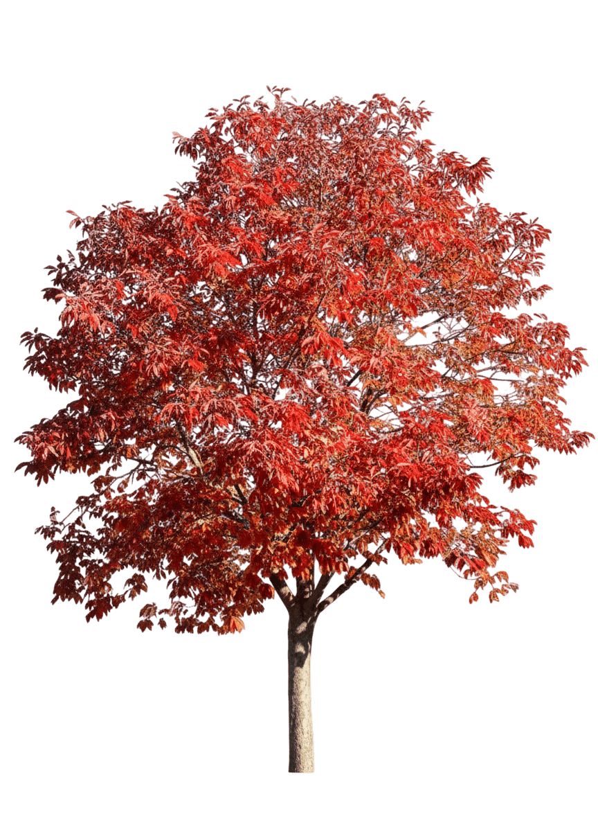 Early Glow™ Ohio Buckeye (Sunset Buckeye (Aesculus Glabra Early Glow 'J.N. Select') - Flowering Trees