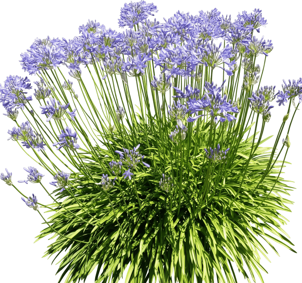 Bridal Veil® Agapanthus (Agapanthus Africanus) - Perennials
