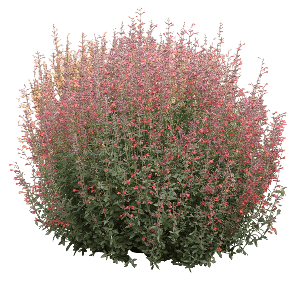 Hyssop, Coronado Red (Agastache Aurantiaca 'Pstessene') - Perennials