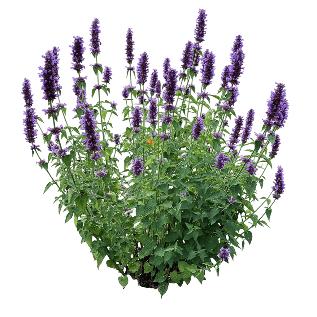 Hyssop, Blue Boa (Agastache 'Blue Boa') - Perennials