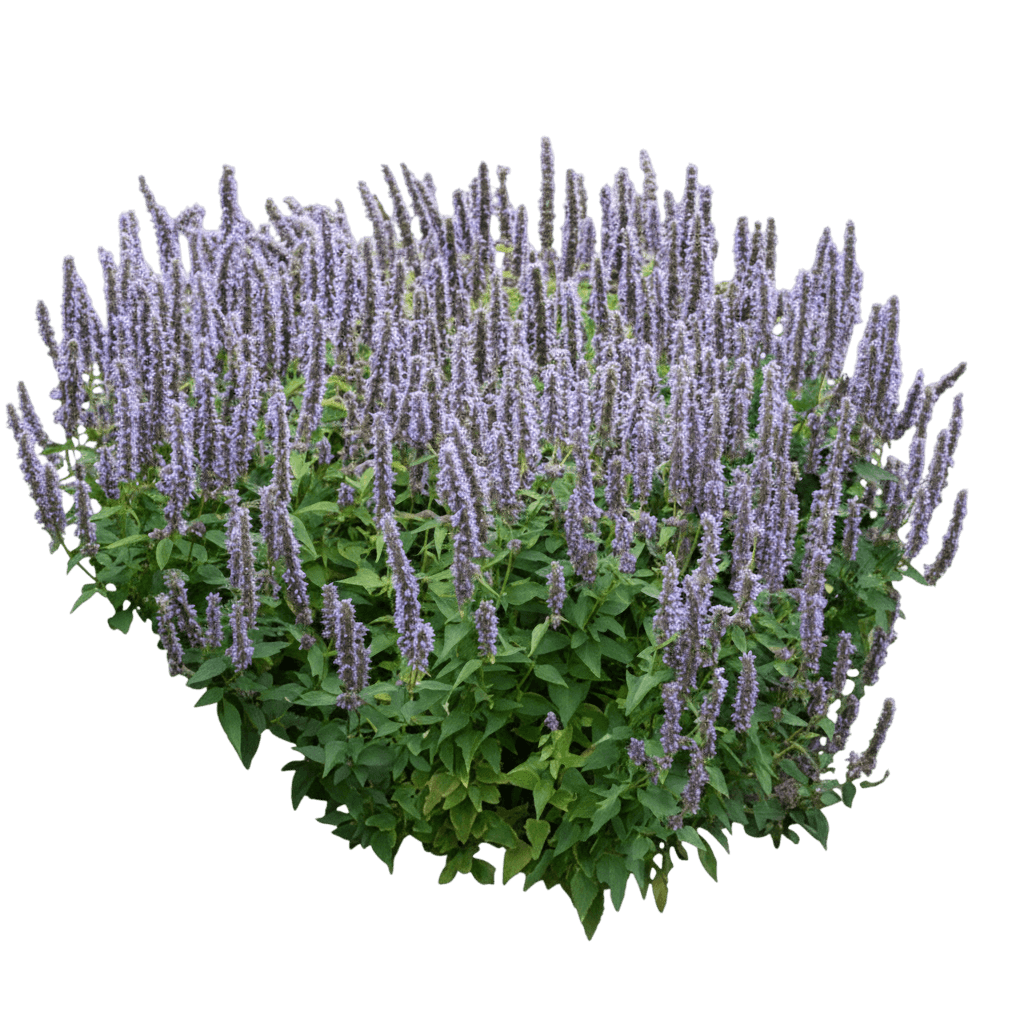 Hyssop Anise, Blue Fortune (Agastache 'Blue Fortune') - Perennials