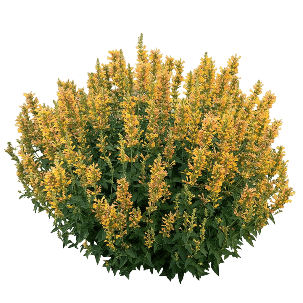 Hyssop, Kudos Yellow (Agastache 'Kudos Yellow') - Perennials