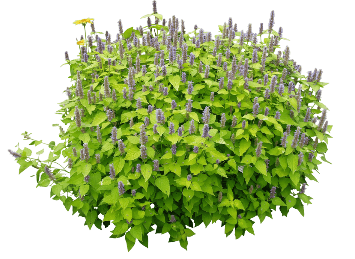 Anise Hyssop (Agastache F. 'Golden Jubilee') - Perennials