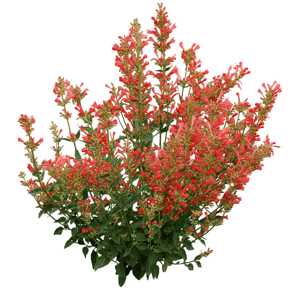 Kudos Coral Hyssop (Agastache Kudos 'Kudos Coral') - Perennials