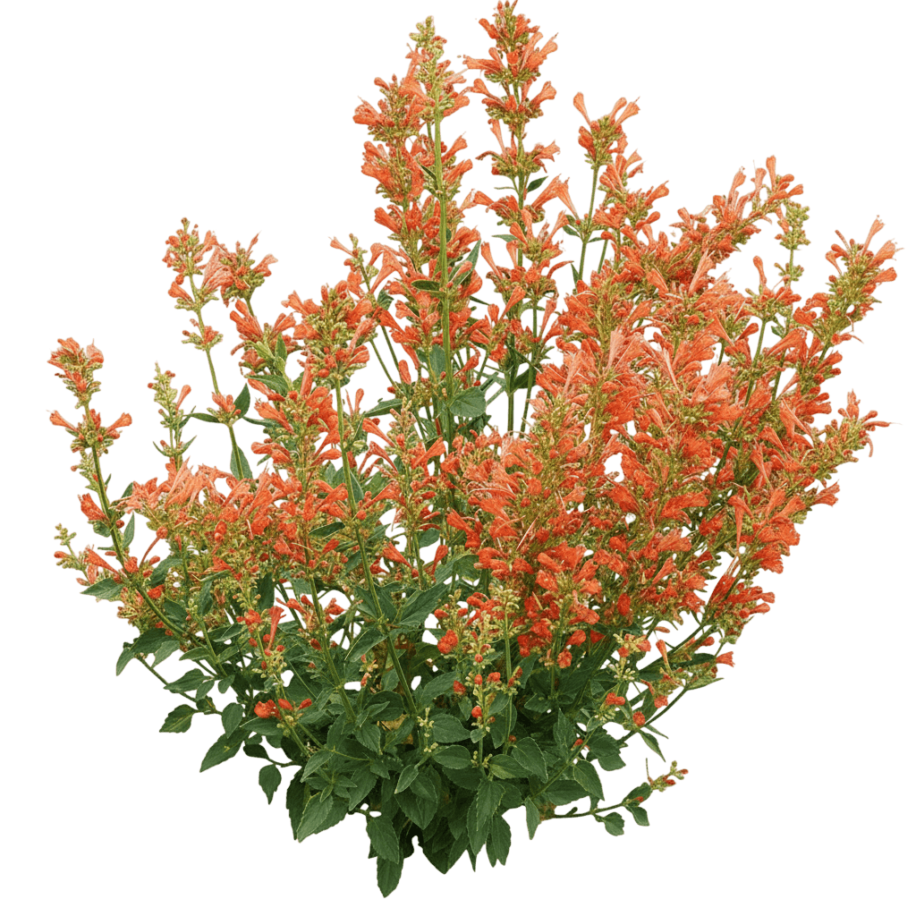 Kudos Gold Hyssop (Agastache Kudos 'Kudos Gold') - Perennials