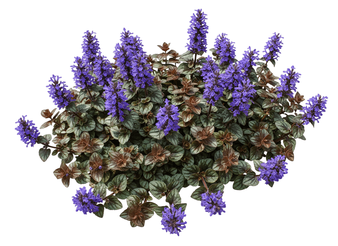 Chocolate Chip Bugleweed (Ajuga Reptans ( ) 'Valfredda') - Ground Layers