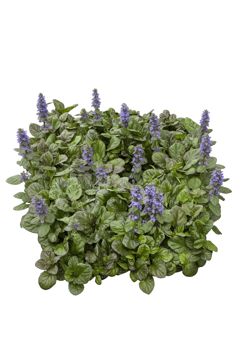 Bugleweed, Bronze Beauty (Ajuga Reptans ‘Bronze Beauty’) - Ground Layers